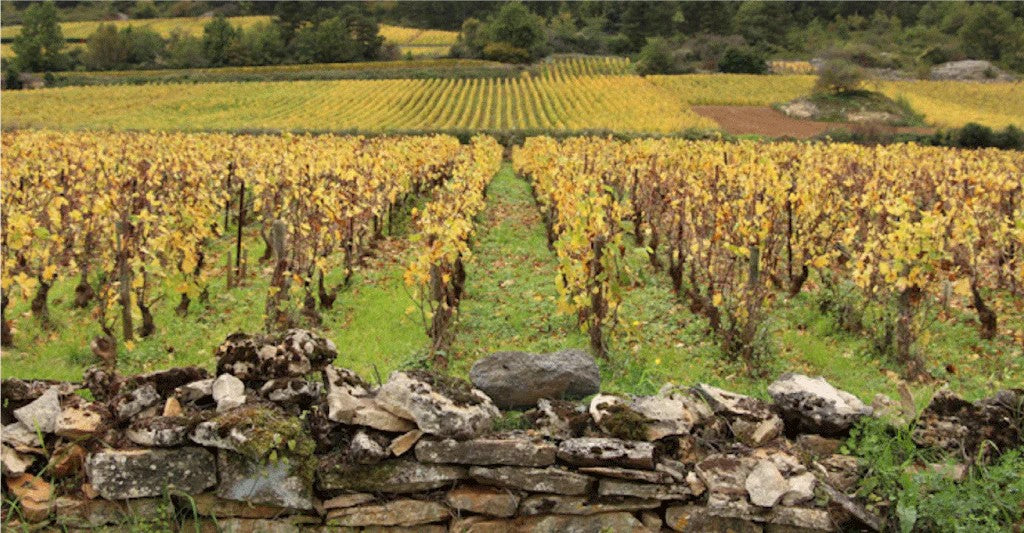 Bachelet-Ramonet Chassagne Montrachet 1er Cru Morgeot Rouge 2019