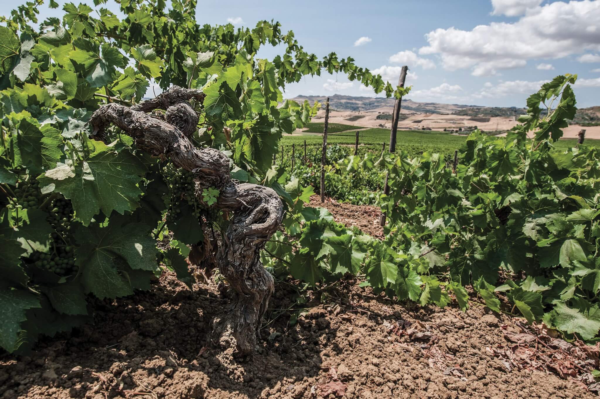 Tasca d'Almerita Tenuta Regaleali 'Vigna San Francesco' Chardonnay 2022 DOC