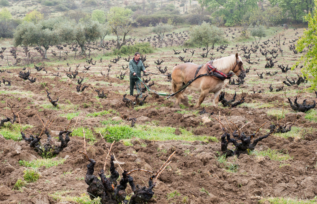 Comando G Sierra de Gredos 'Rozas Premier-Primer Cru' 2021