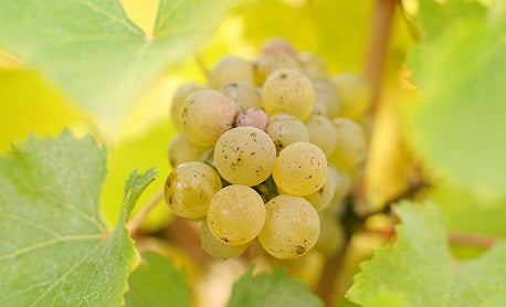 Domaine HUET Vouvray "Le Clos du  Bourg" Moelleux 1ere Trie 2018