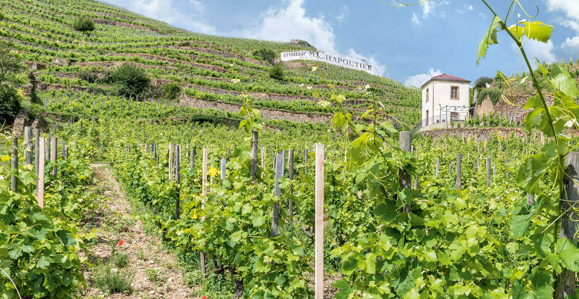 Maison Chapoutier Châteauneuf-du-Pape, Pie VI 2021