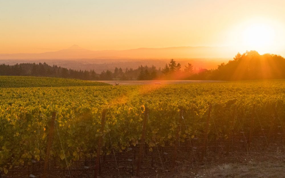 Roserock Drouhin Oregon Pinot Noir 2023