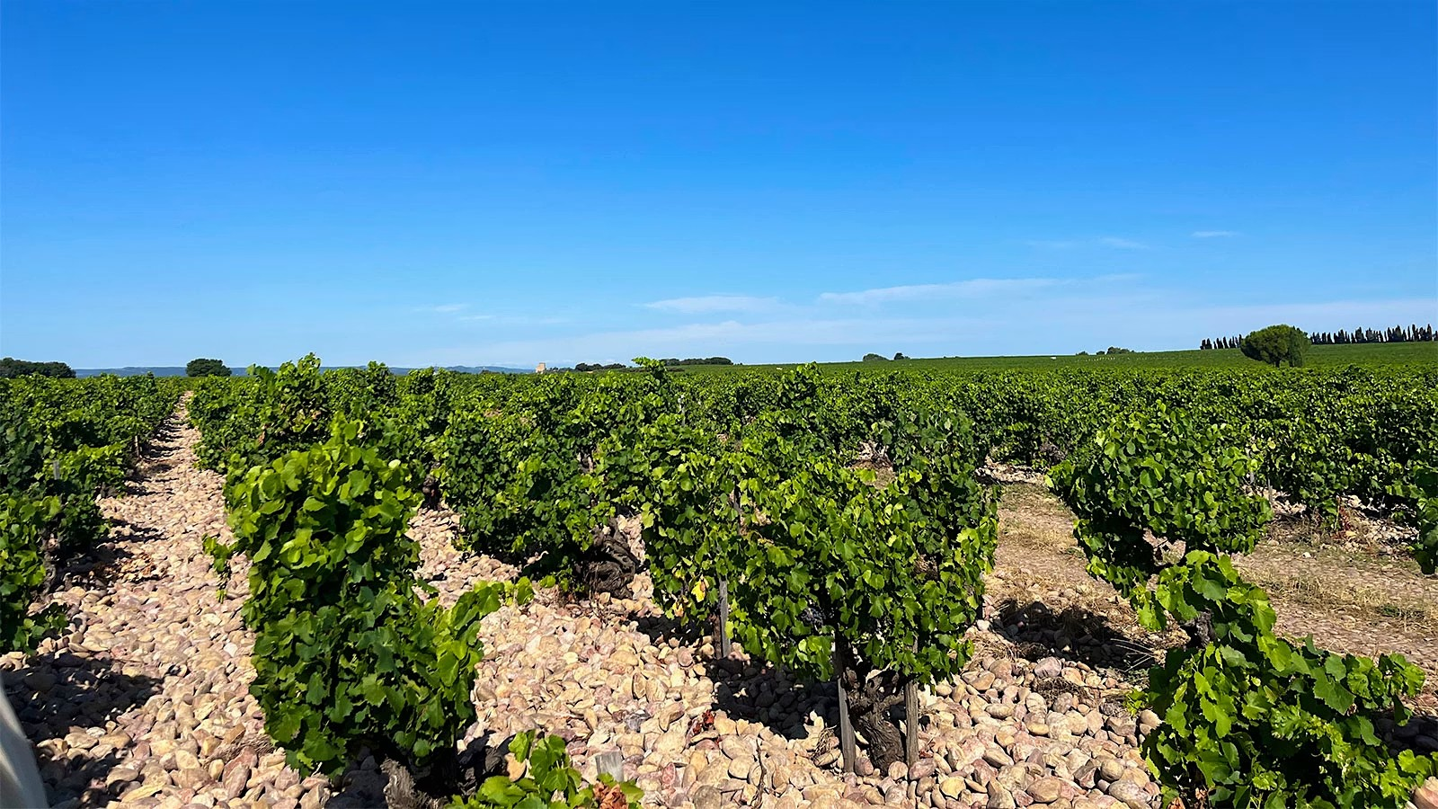 Domaine du Vieux Télégraphe Châteauneuf-du-Pape "La Crau" Rouge 2021
