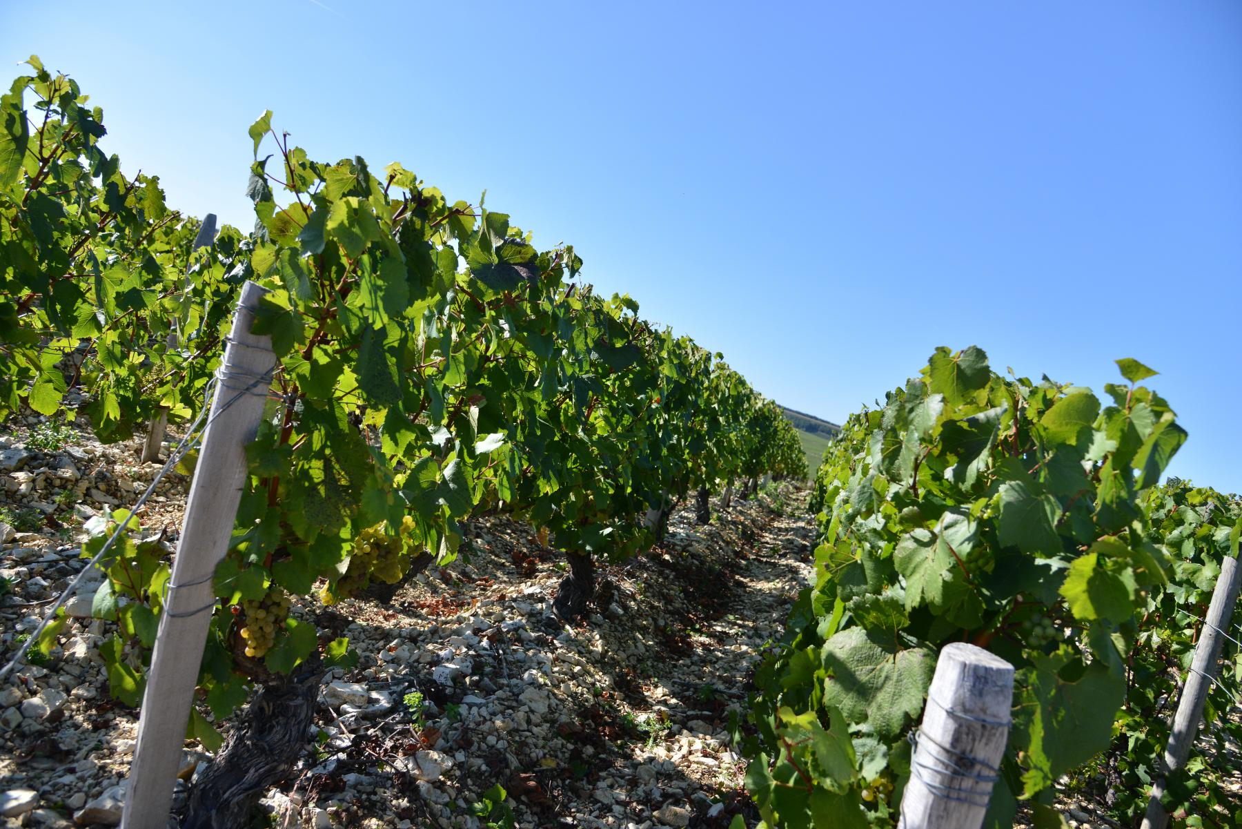 Raoul Gautherin Chablis Vieilles Vignes 2018