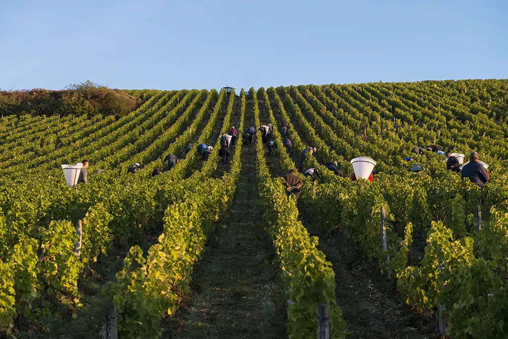 Henri Bourgeois Pouilly-Fume 2023